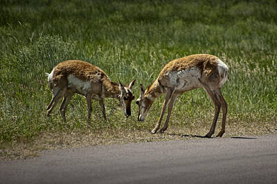 Randall Nyhof Royalty-Free and Rights-Managed Images - Young Pronghorn Antelopes Head to Head by Randall Nyhof