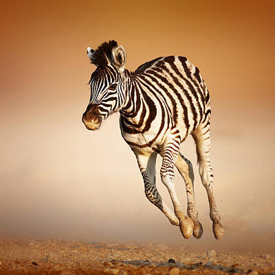 Mammals Photos - Zebra calf running by Johan Swanepoel