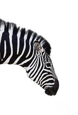 Adventure Photography - Zebra by Shaun Wilkinson