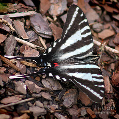 Polaroid Camera - Zebra Swallowtail Butterfly Square by Karen Adams