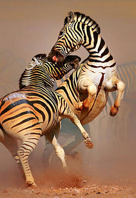 Mammals Photos - Zebras fighting by Johan Swanepoel