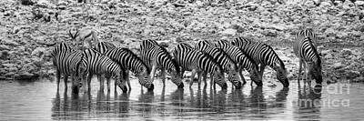 Black And White Beach Royalty Free Images - Zebras on a Waterhole Royalty-Free Image by Juergen Klust