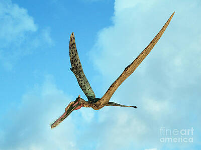 Reptiles Royalty-Free and Rights-Managed Images - Zhenyuanopterus, A Genus Of Pterosaur by Walter Myers