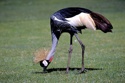 Space Photographs Of The Universe -  Crown Crane in Kenya by Carl Purcell
