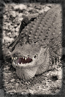Landmarks Rights Managed Images - American Alligator Royalty-Free Image by Rudy Umans