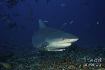 Catch Of The Day Royalty Free Images - Bull Shark Surrounded By Reef Fish Royalty-Free Image by Terry Moore