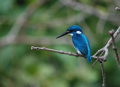 Lake Life Royalty Free Images - Cerulean kingfisher Royalty-Free Image by Perry Van Munster