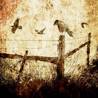 Randall Nyhof Royalty-Free and Rights-Managed Images - Crows and the Corner Fence by Randall Nyhof