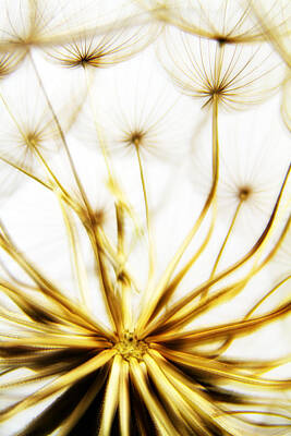 Abstract Flowers Photos - Dandelion by Stelios Kleanthous