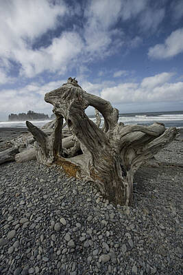 Randall Nyhof Royalty-Free and Rights-Managed Images - Driftwood on Rialto Beach in Olympic National Park by Randall Nyhof