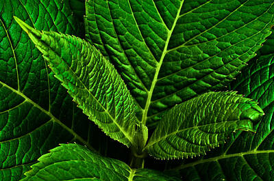 Pattern Tees - Emerging Hydrangea Leaf by Onyonet  Photo Studios