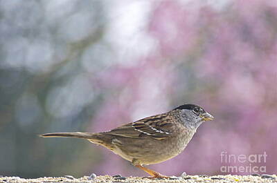 Zen Rocks - Golden-Crowned Sparrow by Sean Griffin