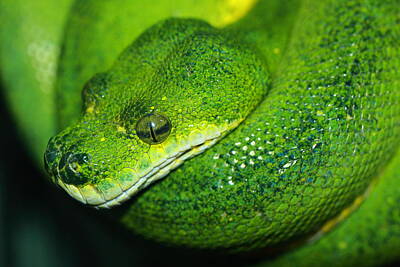 Grimm Fairy Tales - Green Tree Python by Paul Slebodnick