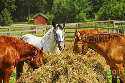 Mammals Rights Managed Images - Horses at the ranch 1 Royalty-Free Image by Elena Elisseeva