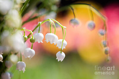 Tool Paintings Rights Managed Images - Lily of the valley Royalty-Free Image by Kati Finell