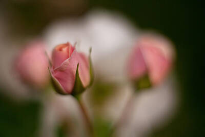 Roses Photos - Roses Dream by Mike Reid