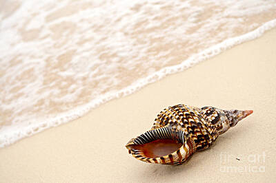 Beach Royalty-Free and Rights-Managed Images - Seashell and ocean wave 3 by Elena Elisseeva