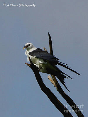 Country Road - Swallow tailed kite eating by Barbara Bowen