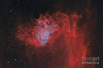 Red Foxes - The Flaming Star Nebula by Rolf Geissinger