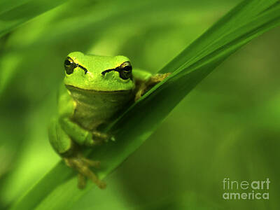 Red Foxes - Tree frog by Odon Czintos
