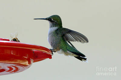 State Love Nancy Ingersoll Rights Managed Images - Hummingbird Royalty-Free Image by Lori Tordsen