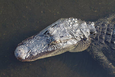 Landmarks Rights Managed Images - American Alligator Royalty-Free Image by Rudy Umans