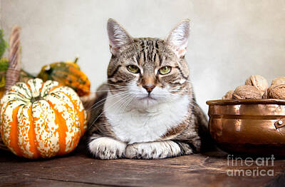 Still Life Royalty Free Images - Cat and Pumpkins Royalty-Free Image by Nailia Schwarz