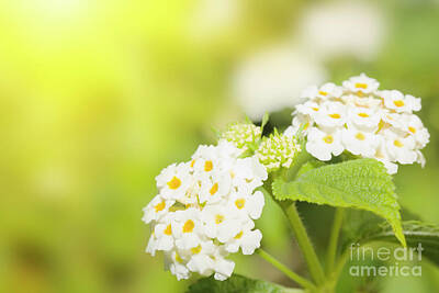 Floral Photos - Floral background. Lantana flowers by MotHaiBaPhoto Prints