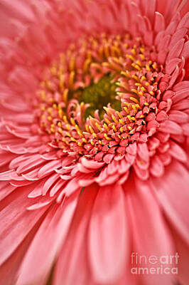 Sunflowers Royalty Free Images - Gerbera flower 5 Royalty-Free Image by Elena Elisseeva