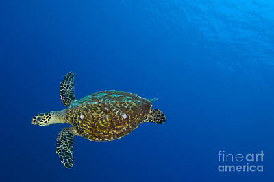 Traditional Bells - Hawksbill Sea Turtle, Kimbe Bay, Papua by Steve Jones