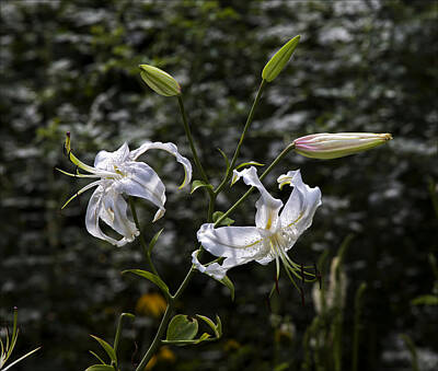 Lilies Photos - Lilies by Robert Ullmann