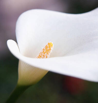 Lilies Photos - Lily by Rosanne Nitti