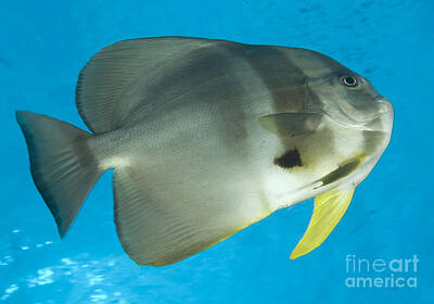 Blue Hues - Longfin Spadefish, Papua New Guinea by Steve Jones