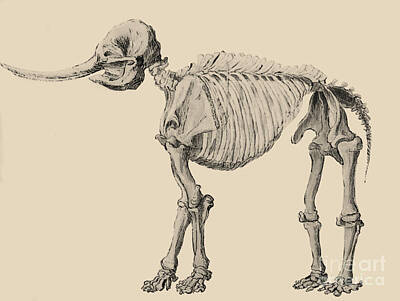 Chocolate Lover - Mastodon Skeleton by Science Source