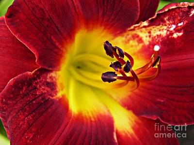 Lilies Photos - Red Lily Center 6 by Sarah Loft