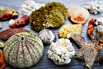 Beach Royalty-Free and Rights-Managed Images - Sea treasures 1 by Elena Elisseeva