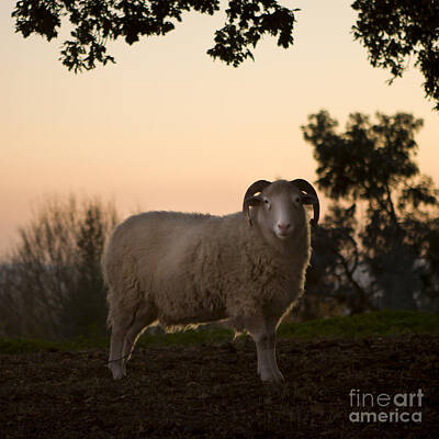 Mammals Rights Managed Images - The Lamb Royalty-Free Image by Ang El