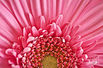 Florals Royalty-Free and Rights-Managed Images - Gerbera flower 4 by Elena Elisseeva