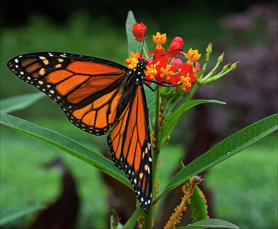 Grace Kelly - Monarch Butterfly by Robert Ullmann