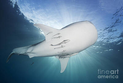 Neutrality - Whale Shark Feeding Under Fishing by Steve Jones