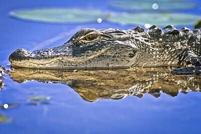 Reptiles Photos - Alligator untitled by Patrick Lynch