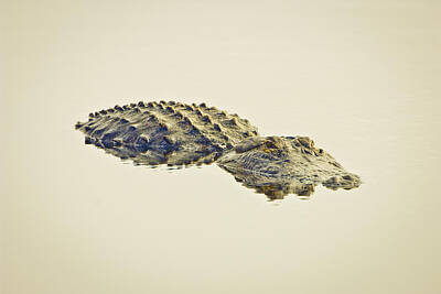 Reptiles Photos - Alligator untitled by Patrick Lynch
