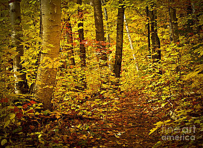 Western Buffalo - Golden fall forest by Elena Elisseeva