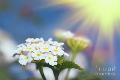 Floral Photos - Floral background. Lantana flowers by MotHaiBaPhoto Prints