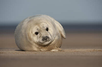 Laundry Room Signs - Grey Seal Pup by Andy Astbury