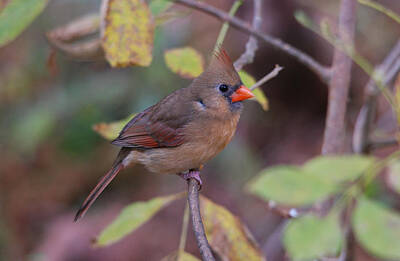 Easter Egg Hunt Royalty Free Images - Northern Cardinal Royalty-Free Image by Perry Van Munster