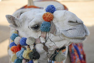 Tribal Patterns - Camel by Igor Sinitsyn
