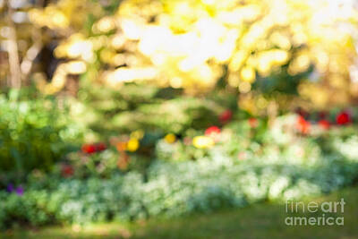 Abstract Photos - Flower garden in sunshine 1 by Elena Elisseeva