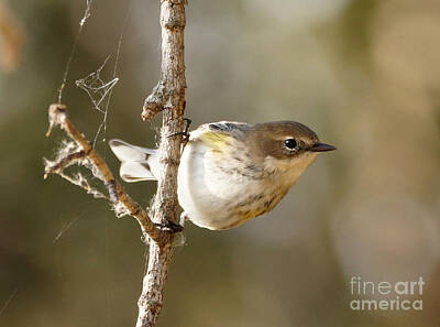 Animals And Earth Rights Managed Images - Yellow-rumped Warbler Royalty-Free Image by Lori Tordsen