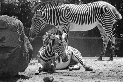 Superhero Ice Pops - ZEBRAS in BLACK AND WHITE by Rob Hans
